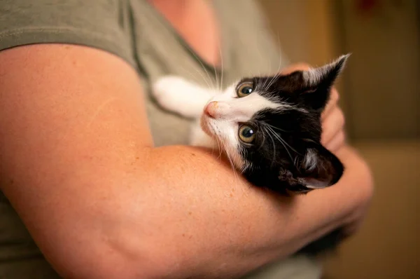 Młody Słodkie Kotek Przytula Jego Człowiek — Zdjęcie stockowe