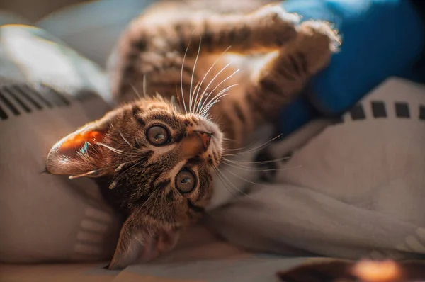 Young Cute Kitten Curiously Looks Camera — Fotografia de Stock