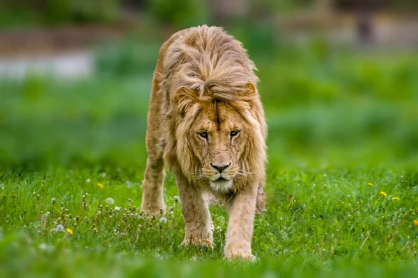 ハンサムな強い雄ライオンが彼の領域を歩き回り — ストック写真