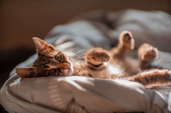 Young Cute Kitten Curiously Looks Camera — Fotografia de Stock