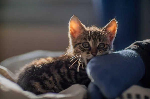 Young Cute Kitten Playing His Human — Zdjęcie stockowe
