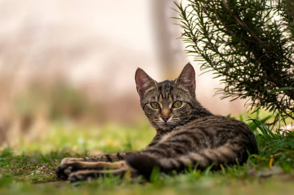 Young Pretty Adult Cat Looks Relaxed Camera — Foto Stock
