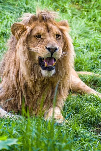 Beautiful Strong Male Lion Lies Grass Roars — Stok fotoğraf