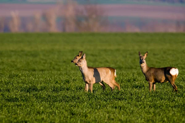 Group Deer Field Spring — Fotografia de Stock