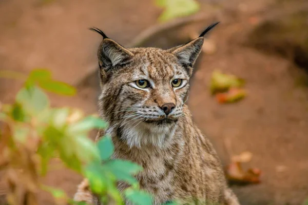 Handsome Lynx Stays Colorful Spring Forest — Photo