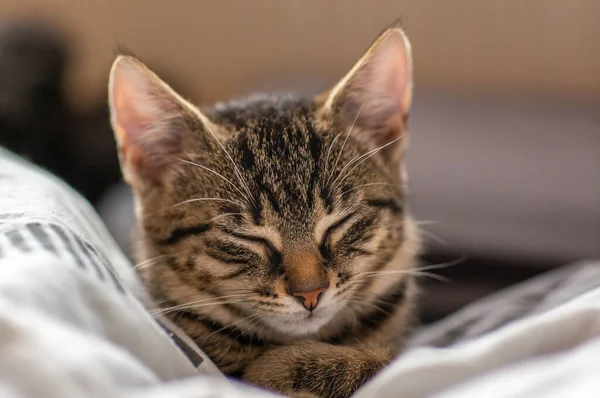 Young Cute Kitten Very Relaxed Sleeping — Foto de Stock