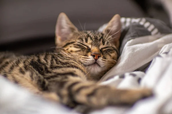 Young Cute Kitten Very Relaxed Sleeping — Foto de Stock