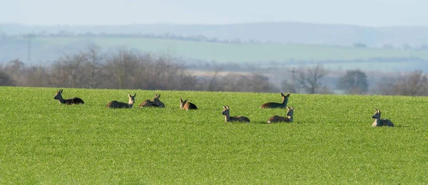 Group Deer Field Spring — Fotografia de Stock