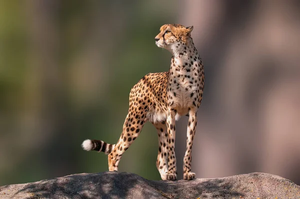Cheetah Stands Stone Relaxes — Stock Photo, Image