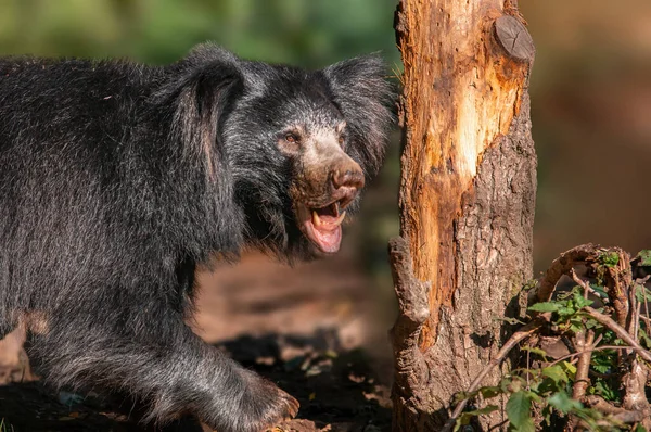 Big Sloth Bear Forest Shows His Teeth — Foto de Stock