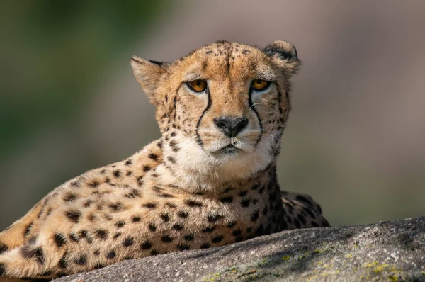 Cheetah Lies Stone Relaxes — Fotografia de Stock