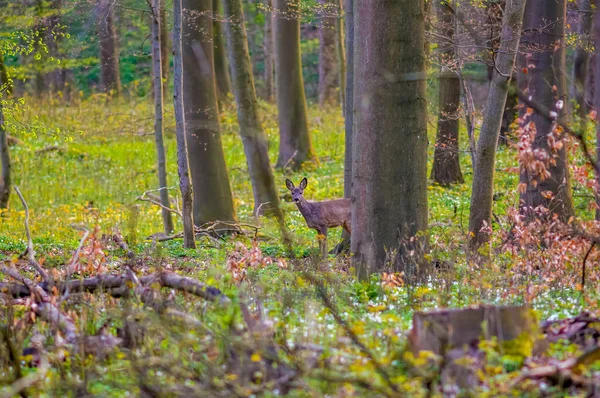 Beautiful Roe Deer Doe Stands Green Forest Spring — Fotografia de Stock