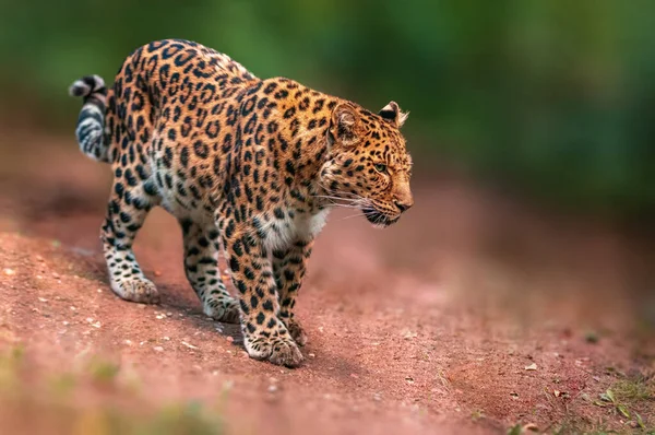 Beautiful Leopard Runs Forest — стоковое фото