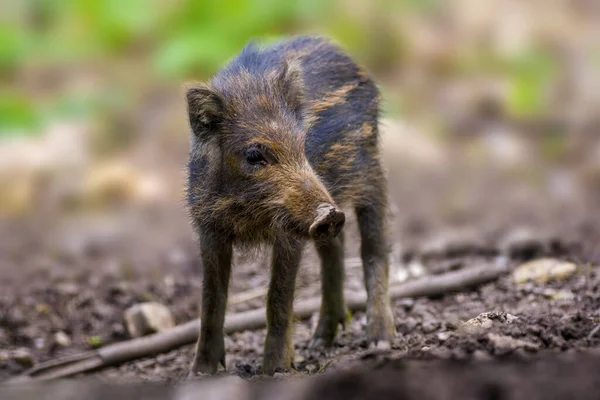 Wild Boar Family Deciduous Forest Spring — Stockfoto