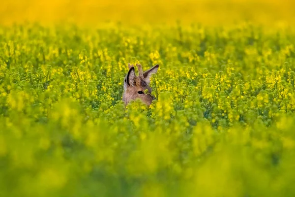 stock image a young roebuck looks out of a rape field in summer