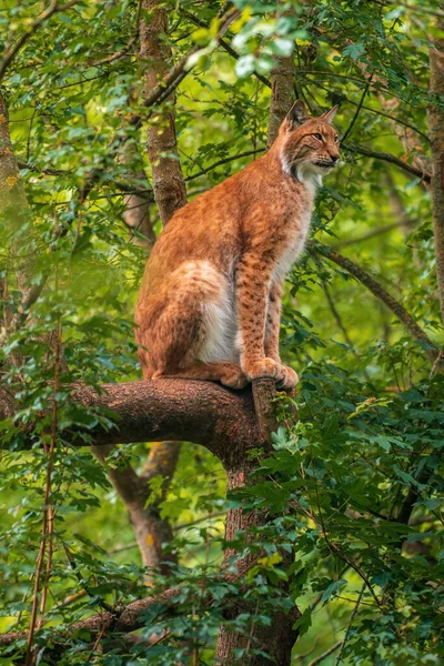 Handsome Lynx Hides Colorful Spring Forest — ストック写真