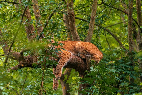 Handsome Lynx Hides Colorful Spring Forest — Fotografia de Stock