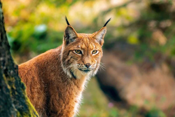 Handsome Lynx Stays Colorful Spring Forest — Photo