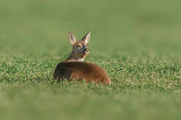 Beautiful Doe Sits Green Field Spring — Stockfoto