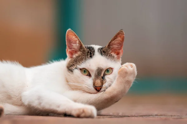 Young Pretty Adult Cat Looks Relaxed Camera — Fotografia de Stock