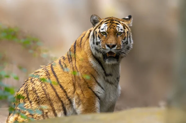 Handsome Young Tiger Looks Camera Leisurely — Fotografia de Stock