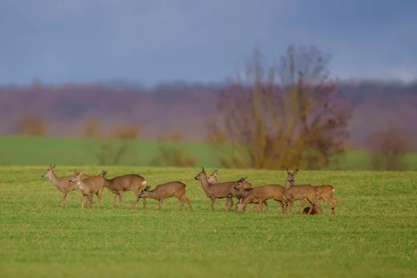 Group Deer Field Spring — Photo