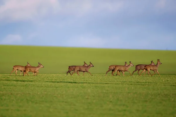 春に畑で鹿の群れが — ストック写真