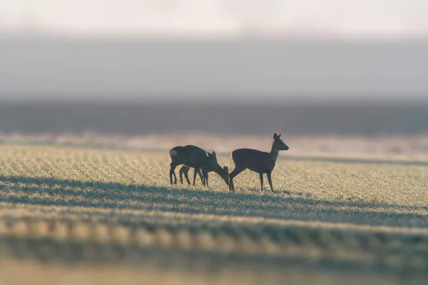 Group Deer Field Winter — Fotografia de Stock
