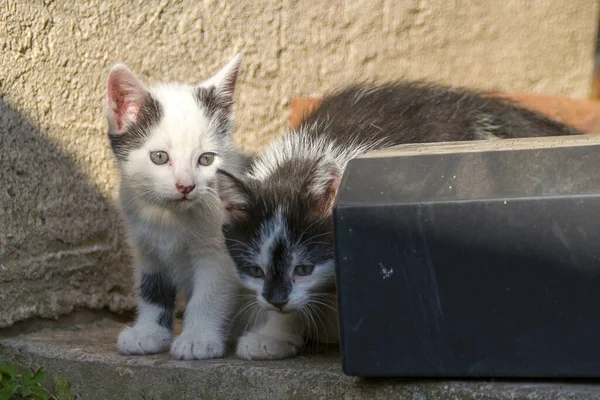 Playful Young Kitten Siblings Romping — Stockfoto