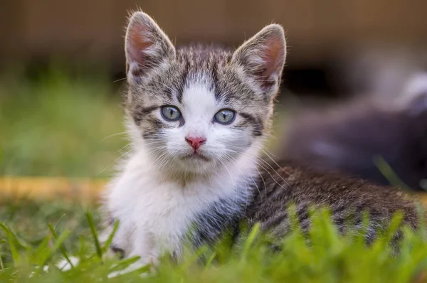 Young Cute Kitten Curiously Looks Camera — Foto Stock
