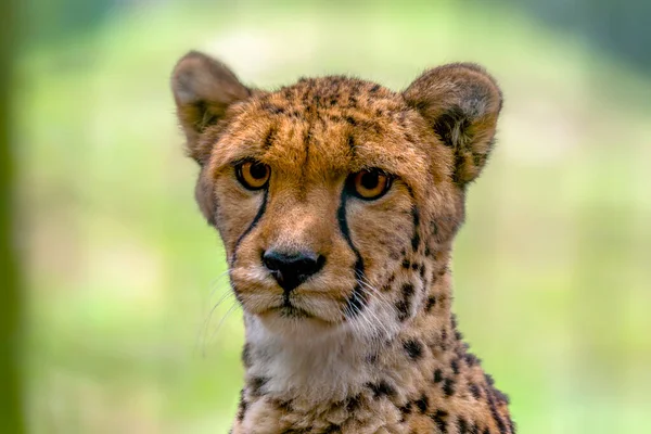 Cheetah Looks Very Relaxed Camera — ストック写真
