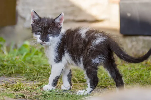 Young Cute Kitten Curiously Looks Camera — Stockfoto