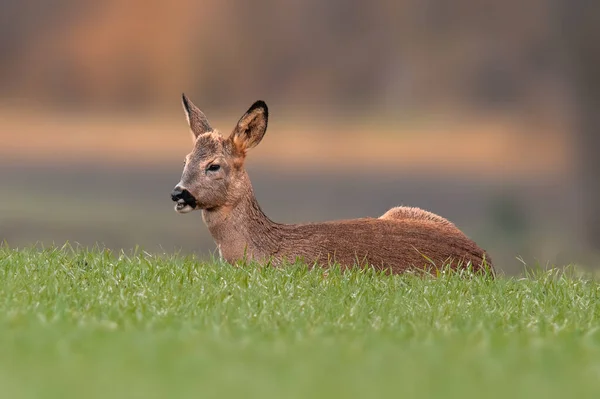 Young Roebuck Sits Green Field Spring — Stockfoto