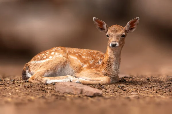 Young Fallow Deer Calf Lies Forest Relaxes — Φωτογραφία Αρχείου