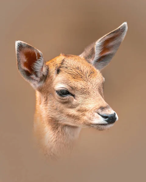 Portrait Young Fallow Deer Calf — Photo