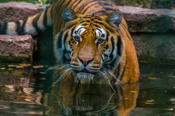 ハンサムな若いトラが入浴のために水の中に入り — ストック写真