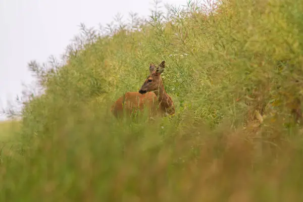 Beautiful Deer Doe Stands Green Rape Field Summer — Stockfoto