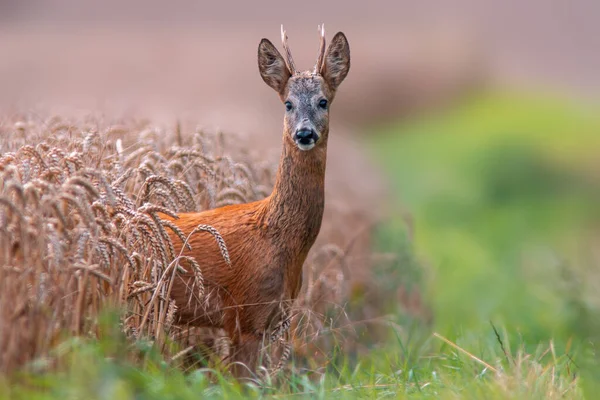 Young Roebuck Looking Out Wheat Field Summer — Stockfoto