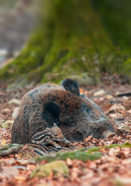 Wild Boar Family Deciduous Forest Spring — Stockfoto