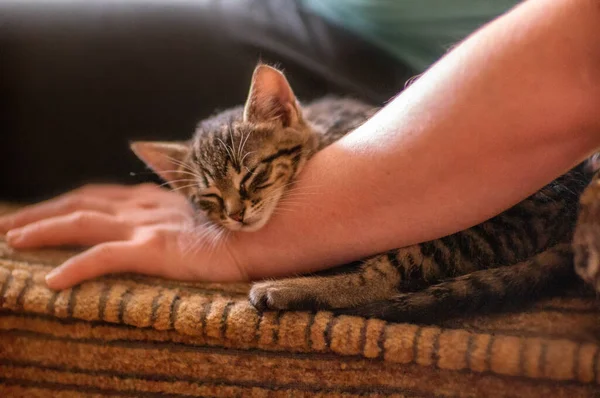 Young Cute Kitten Cuddles His Human — Foto de Stock