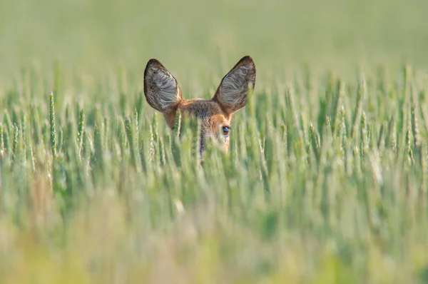 Beautiful Roe Deer Doe Stands Green Wheat Field Summer - Stok İmaj