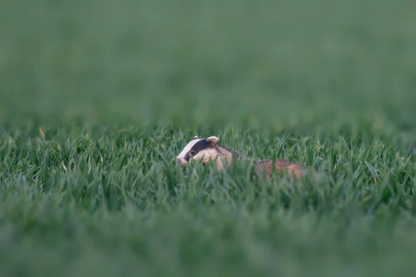 Badger Runs Wheat Field Dusk ロイヤリティフリーのストック写真