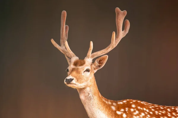 Portrait Pretty Fallow Deer Buck Stok Resim