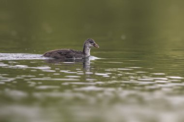 Genç bir yavru ördek (Fulica atra) yansıyan bir gölde yüzer.