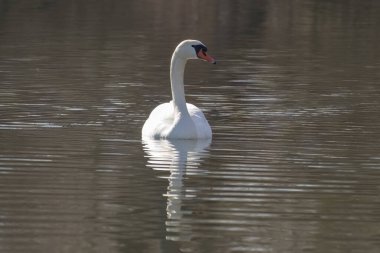 Yansıyan gölde yüzen dilsiz bir kuğu (Cygnus olor)