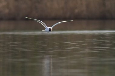 Siyah başlıklı bir martı (ichthyaetus melanocephalus) bir gölün üzerinde uçar)