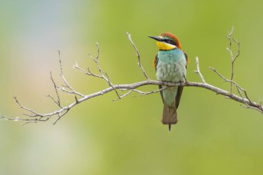 Renkli bir arı yiyici (Merops apiaster) bir dala oturur ve böcekleri arar