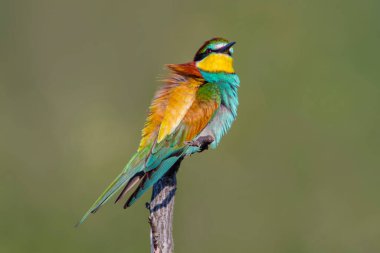 Renkli bir arı yiyici (Merops apiaster) bir dala oturur ve böcekleri arar