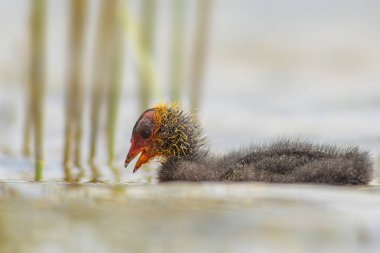 Genç bir yavru ördek (Fulica atra) yansıyan bir gölde yüzer.