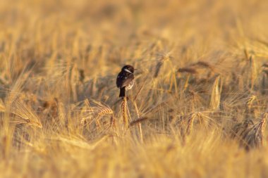 Bir Stonechat (Saxicola rubicola) buğday tarlasının kulaklarında oturur ve böcekleri arar.